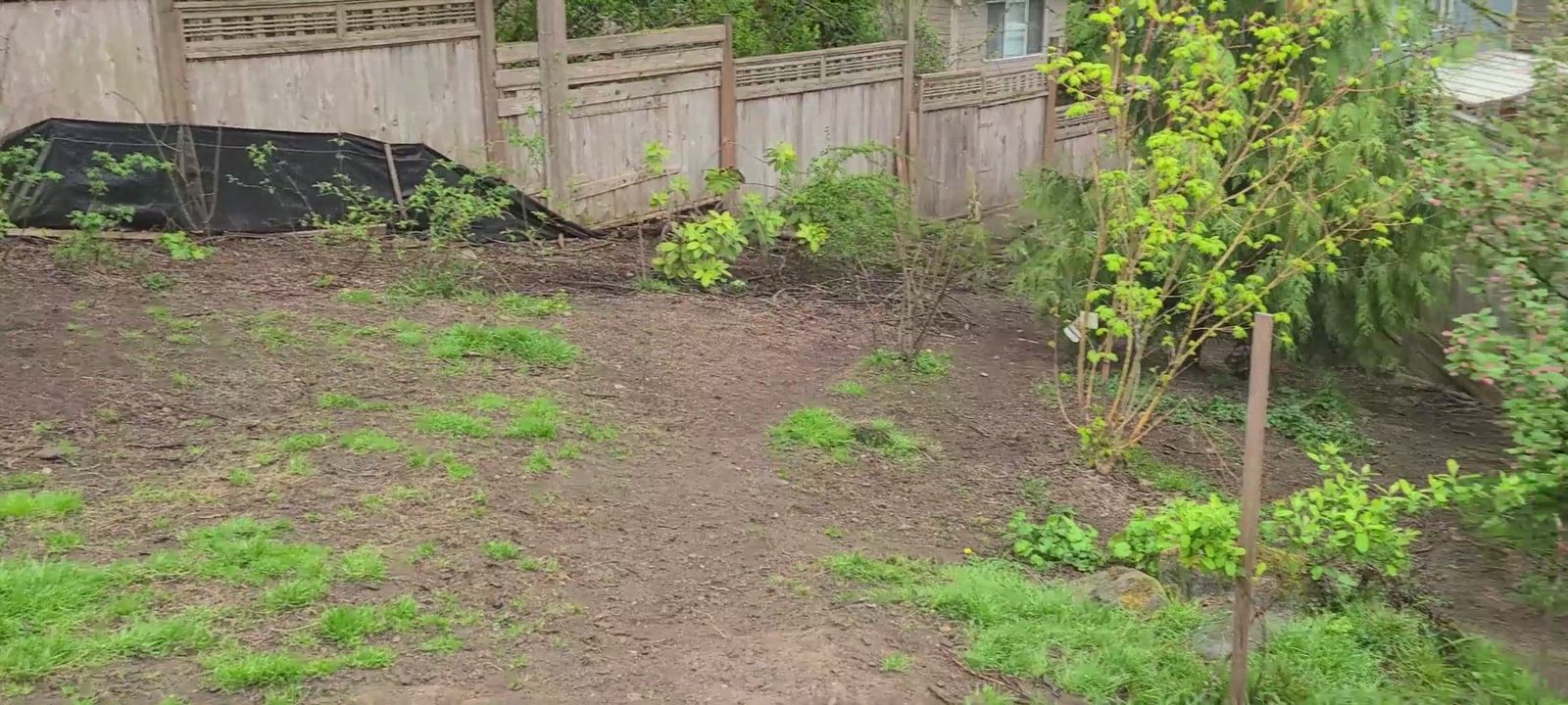 Enlarge Tarantino , a Adopted mixed breed in Lake Stevens, WA video 6/7