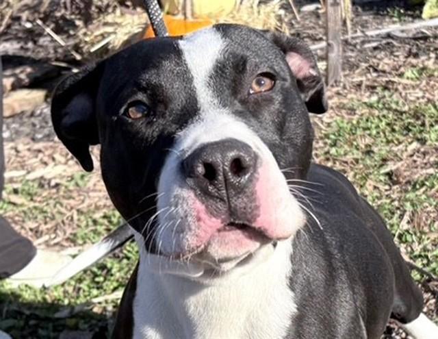 PJ, Adoptable, Young Male Pit Bull Terrier.