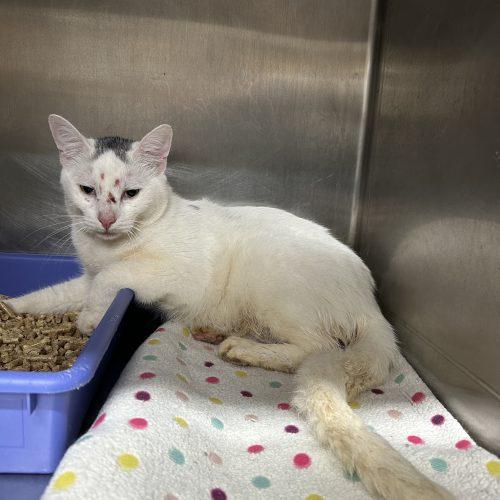 Enlarge Honey Lager, a Adoptable Domestic Short Hair in Tipp City, OH image 1/1