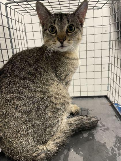 Cleo, Adoptable, Adult Female Domestic Short Hair.