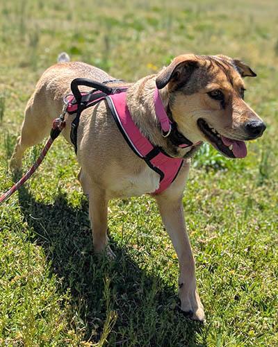 Cookie, a Adoptable mixed breed in Cranston, RI image 1/5