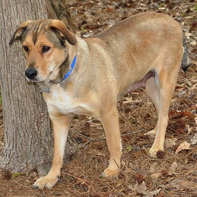 Cookie, a Adoptable mixed breed in Cranston, RI image 5/5