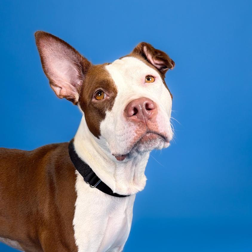 Moana, Adoptable, Adult Female Bull Terrier.