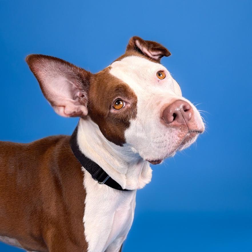 Enlarge Moana, a Adoptable Bull Terrier in West Palm Beach, FL image 2/4