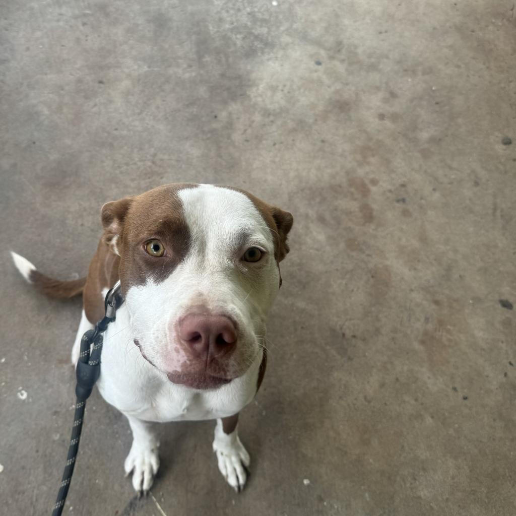 Enlarge Moana, a Adoptable Bull Terrier in West Palm Beach, FL image 3/4