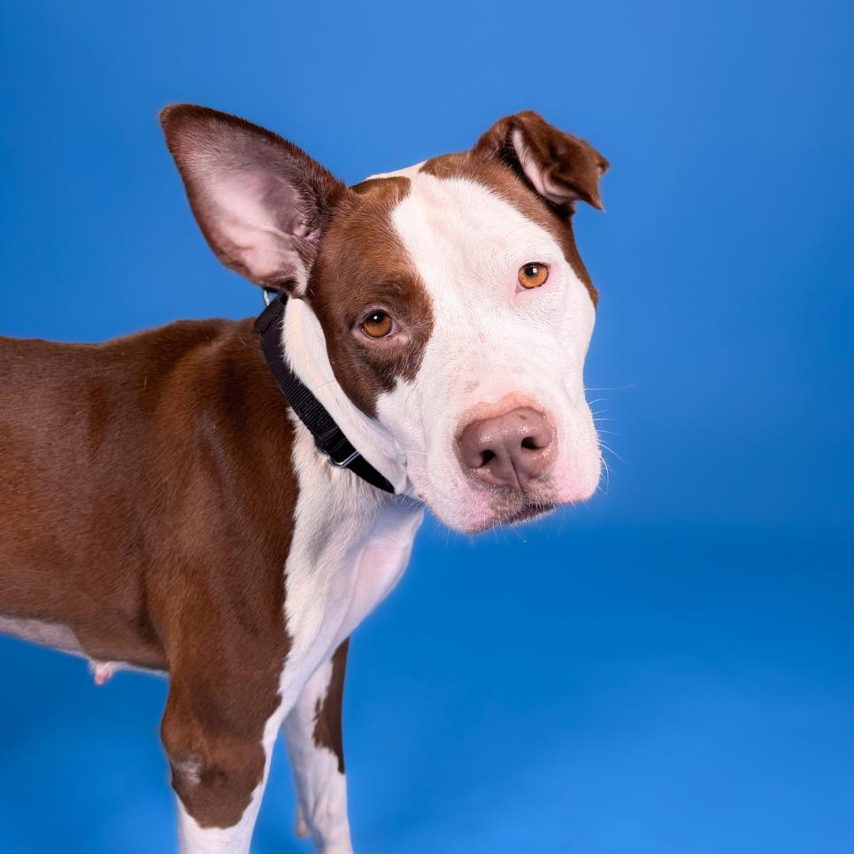 Enlarge Moana, a Adoptable Bull Terrier in West Palm Beach, FL image 4/4