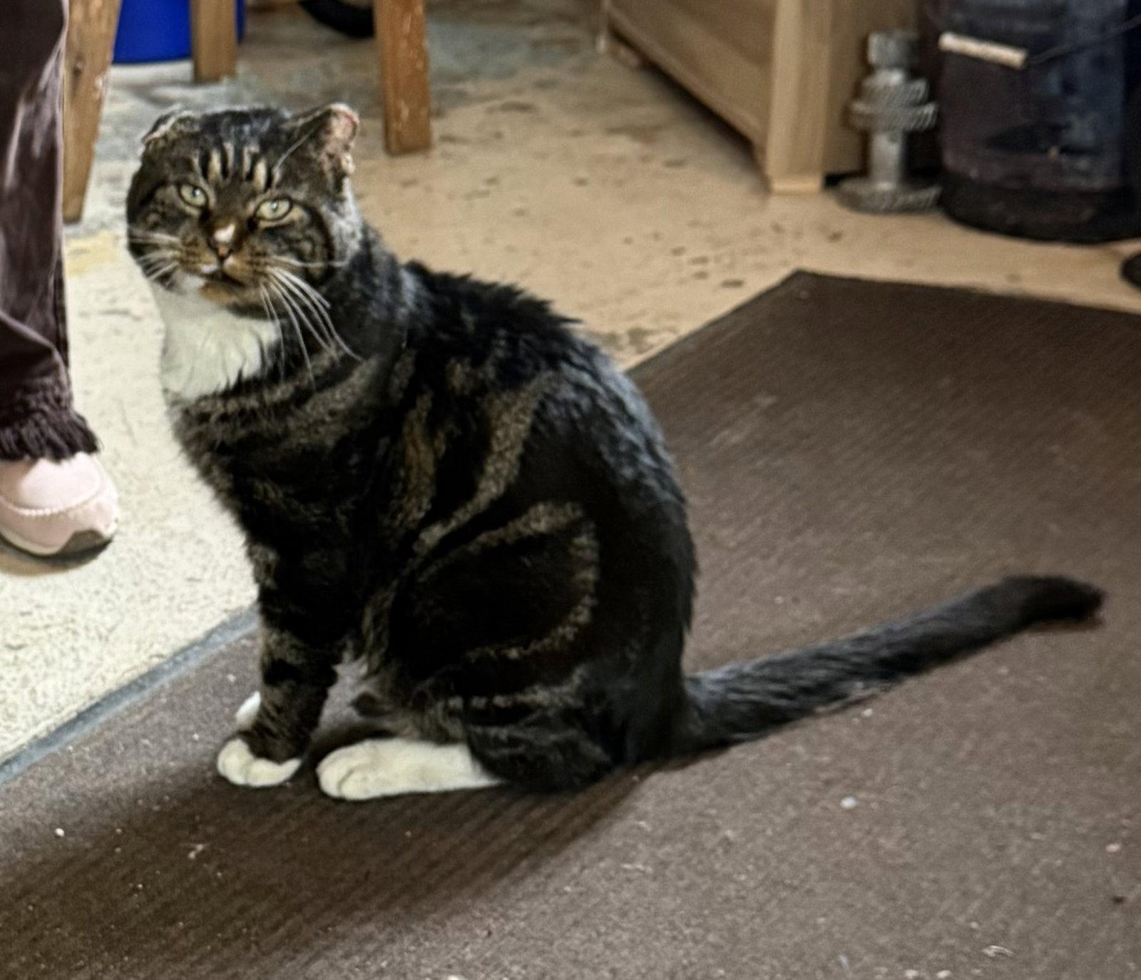 Frank Sinatra, Adoptable, Adult Male Tabby & Domestic Short Hair.