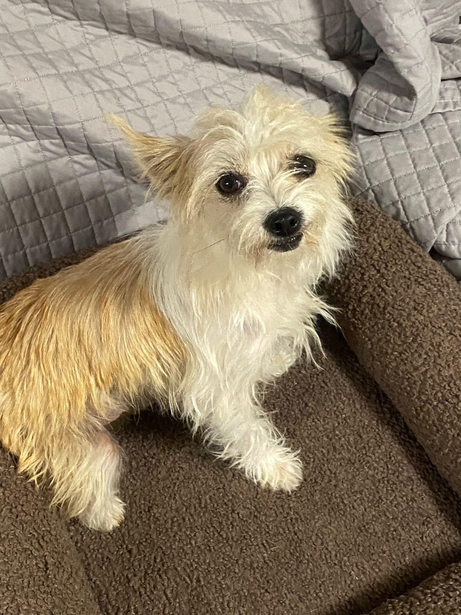 Enlarge Sol, a Adoptable mixed breed in Oakland, CA image 1/4