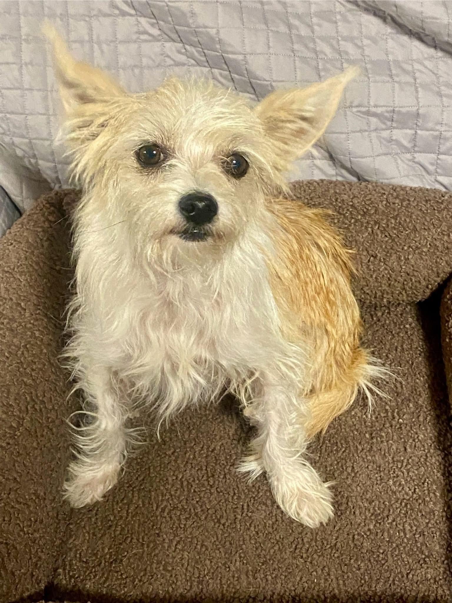 Enlarge Sol, a Adoptable mixed breed in Oakland, CA image 4/4