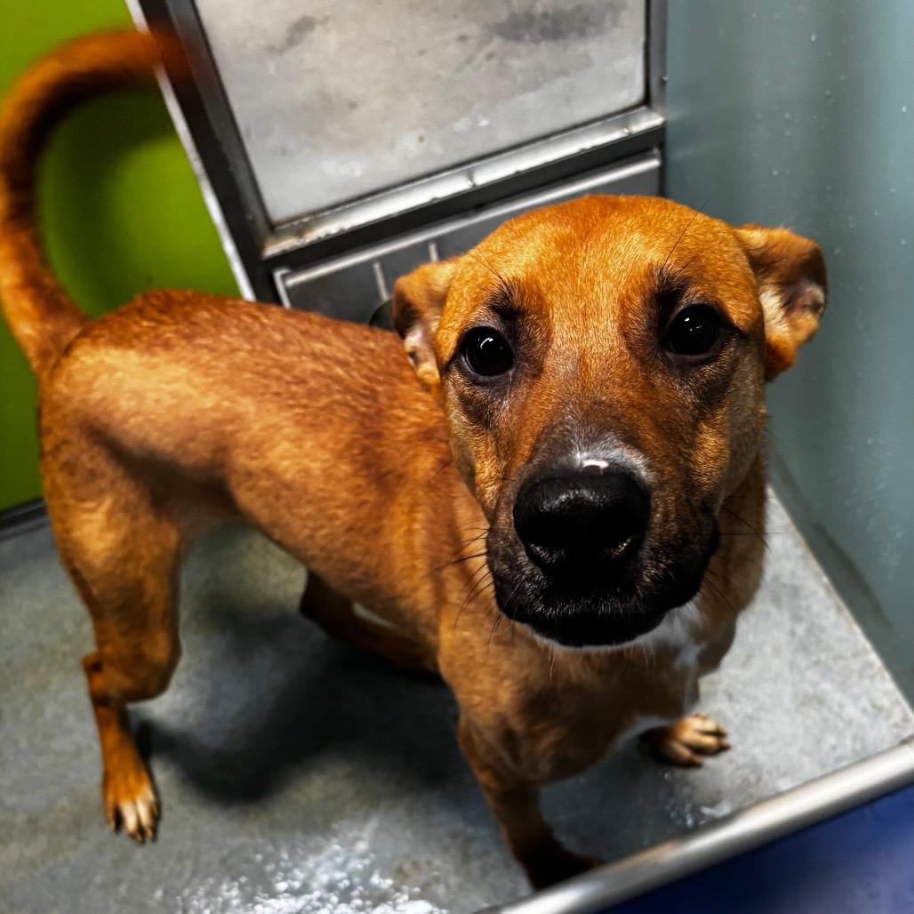 Titan, Adoptable, Young Male Shepherd & Mixed Breed.