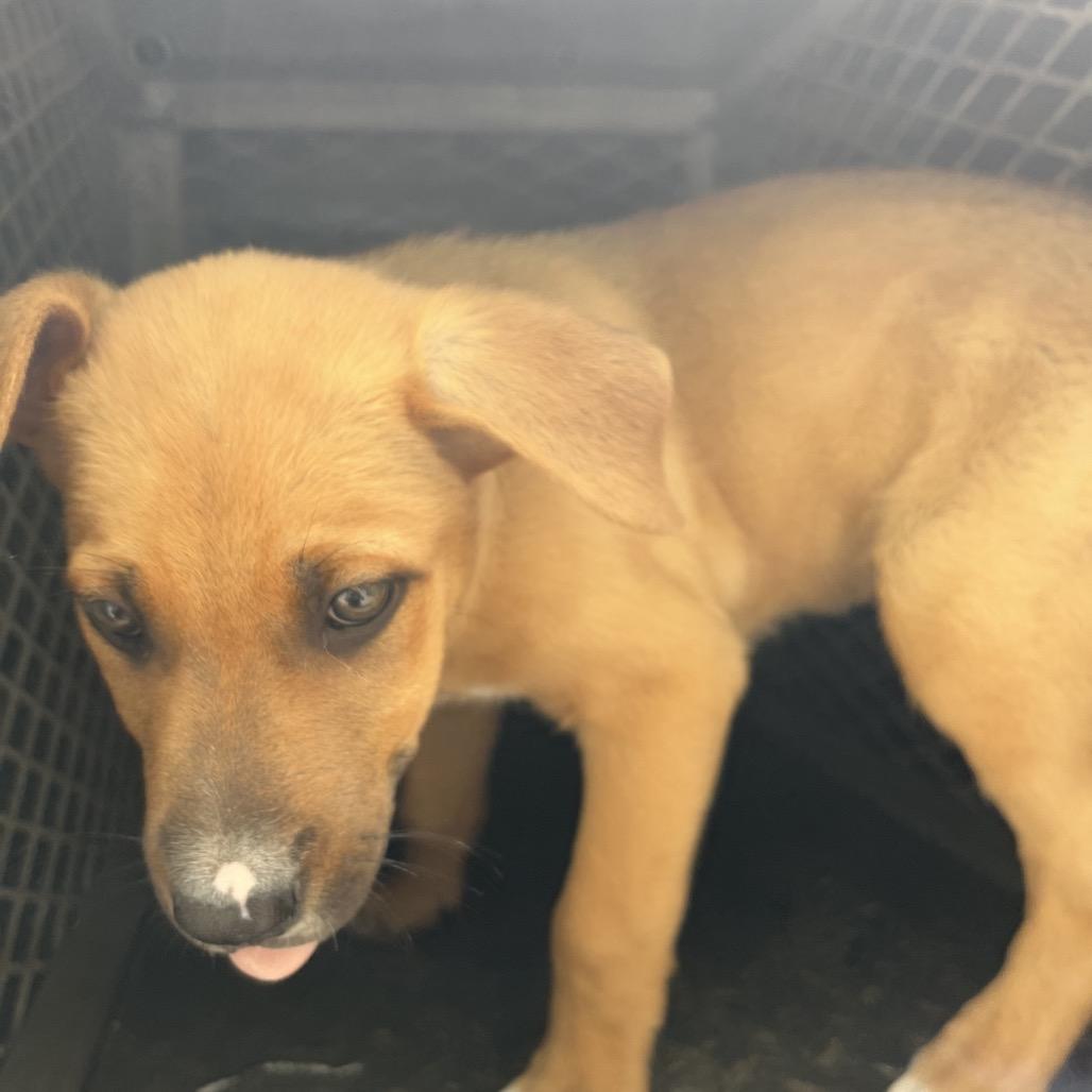 Enlarge Titan, a Adoptable mixed breed in Edinburg, TX image 1/4