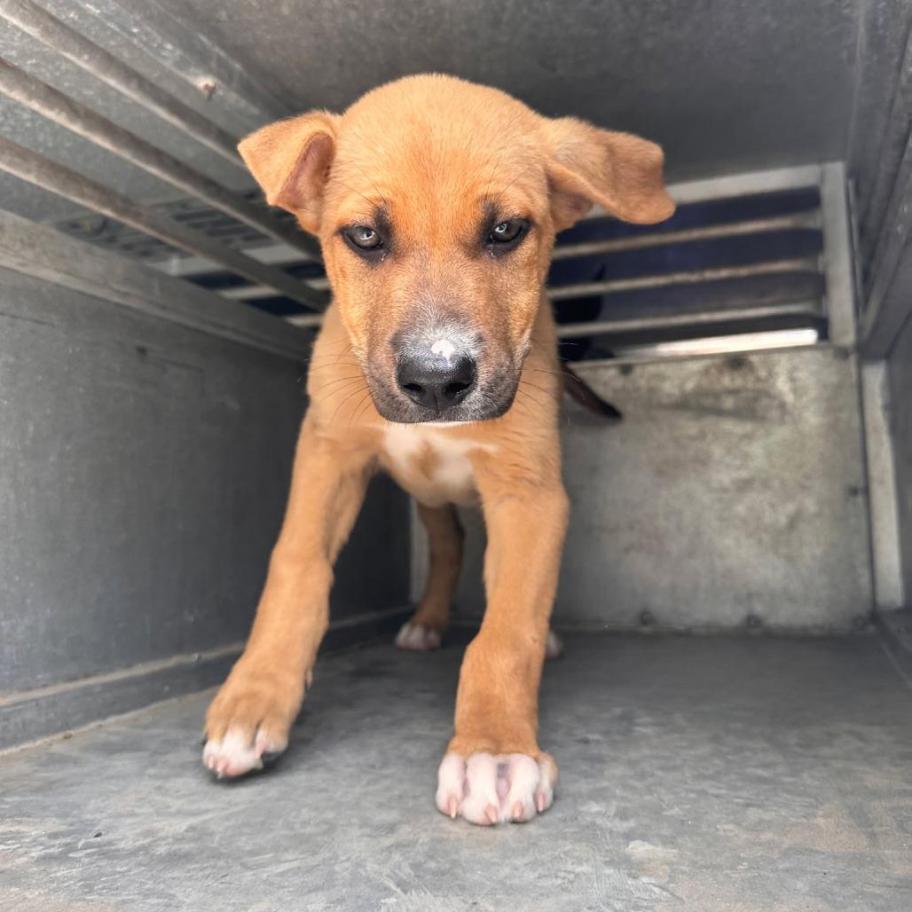 Enlarge Titan, a Adoptable mixed breed in Edinburg, TX image 2/4