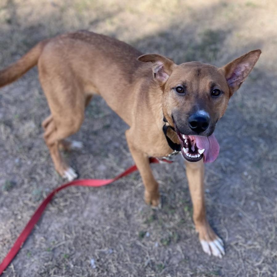 Enlarge Titan, a Adoptable mixed breed in Edinburg, TX image 3/4
