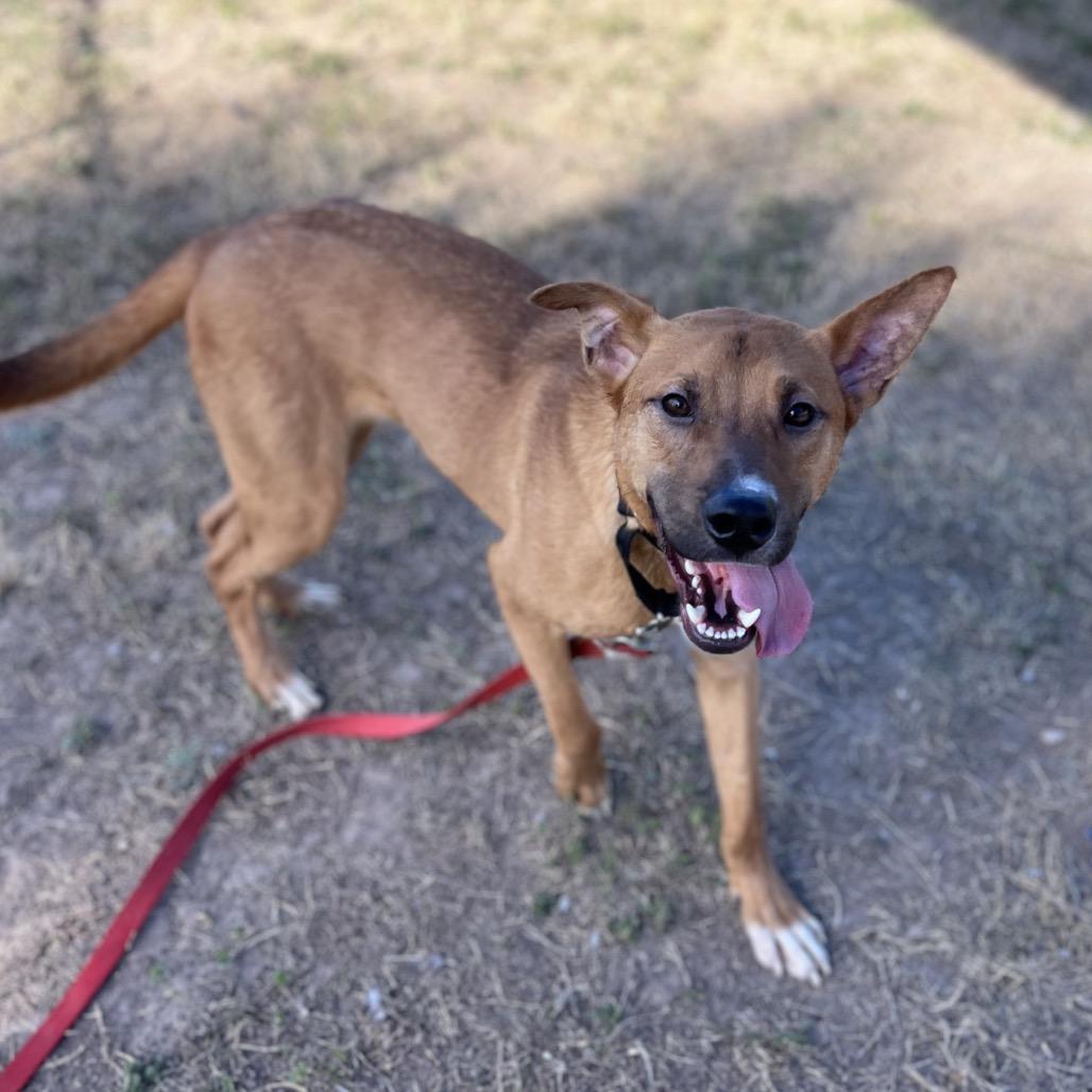 Enlarge Titan, a Adoptable mixed breed in Edinburg, TX image 3/4