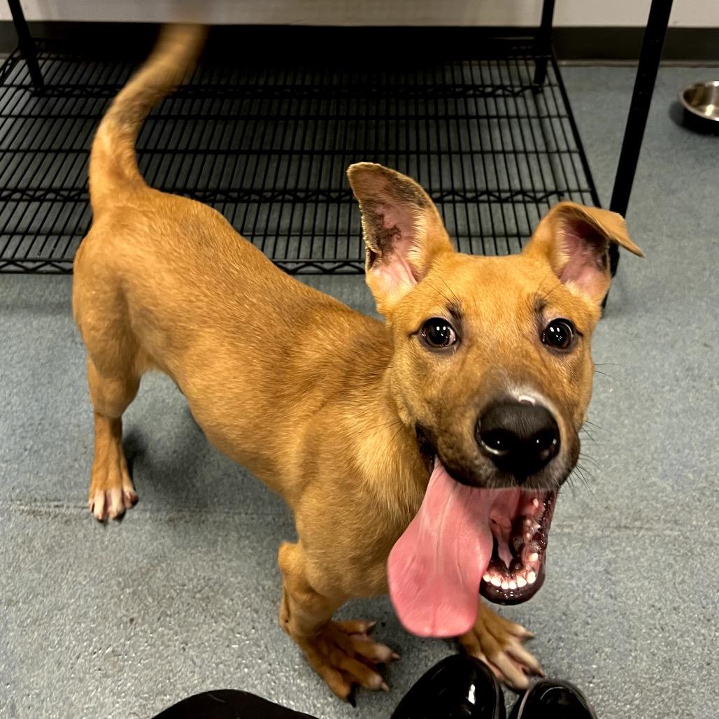 Enlarge Titan, a Adoptable mixed breed in Edinburg, TX image 4/4