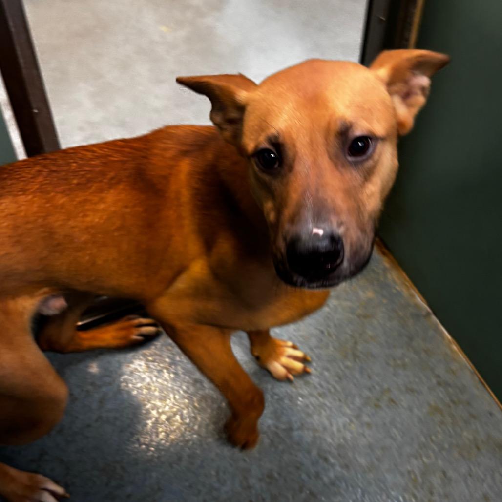 Enlarge Titan, a Adoptable mixed breed in Edinburg, TX image 5/5