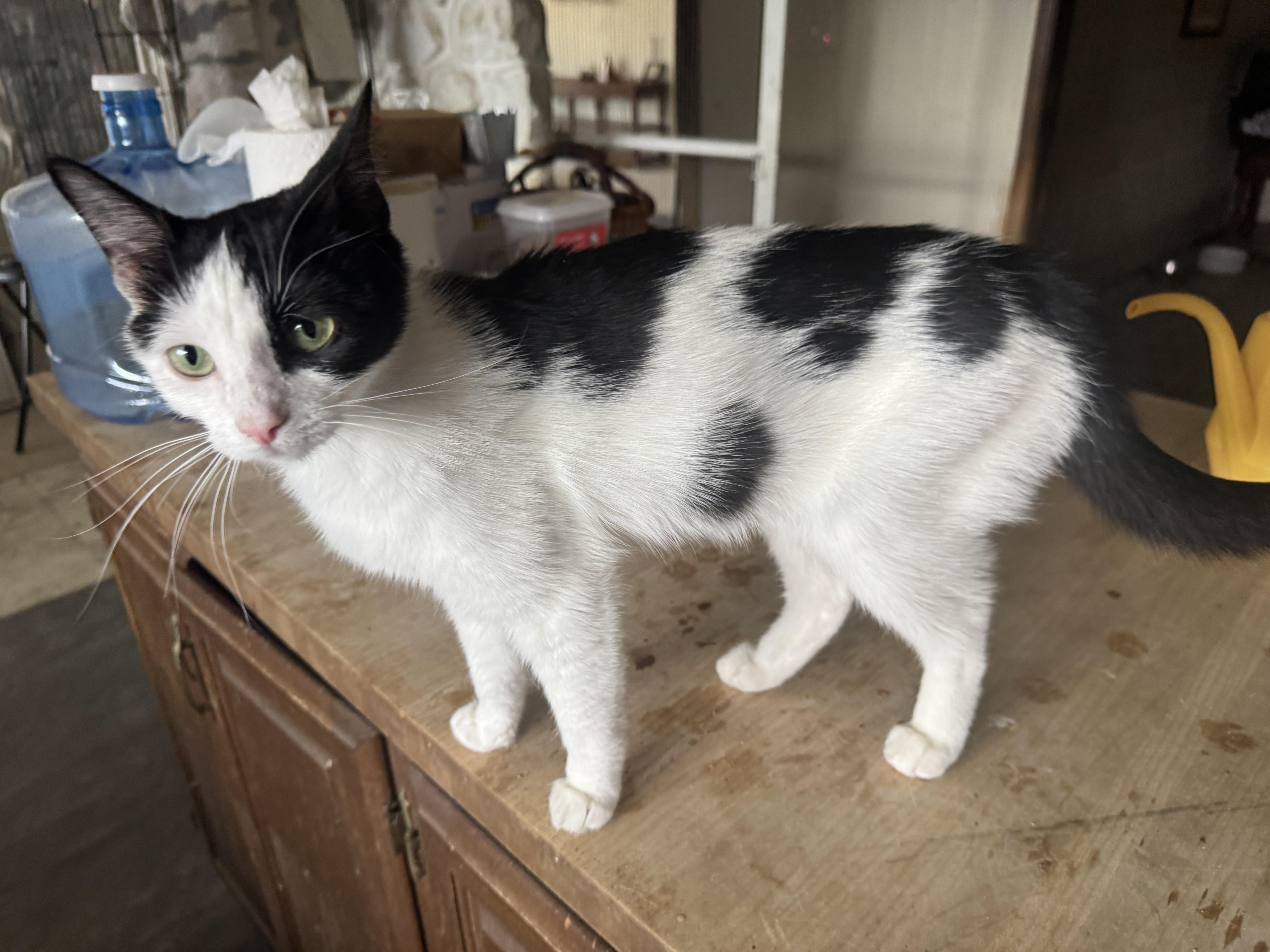 Enlarge Oreo - Tiny, Affectionate, Attention Seeking Shadow Cat, a Adopted Domestic Short Hair in Clackamas, OR image 2/3