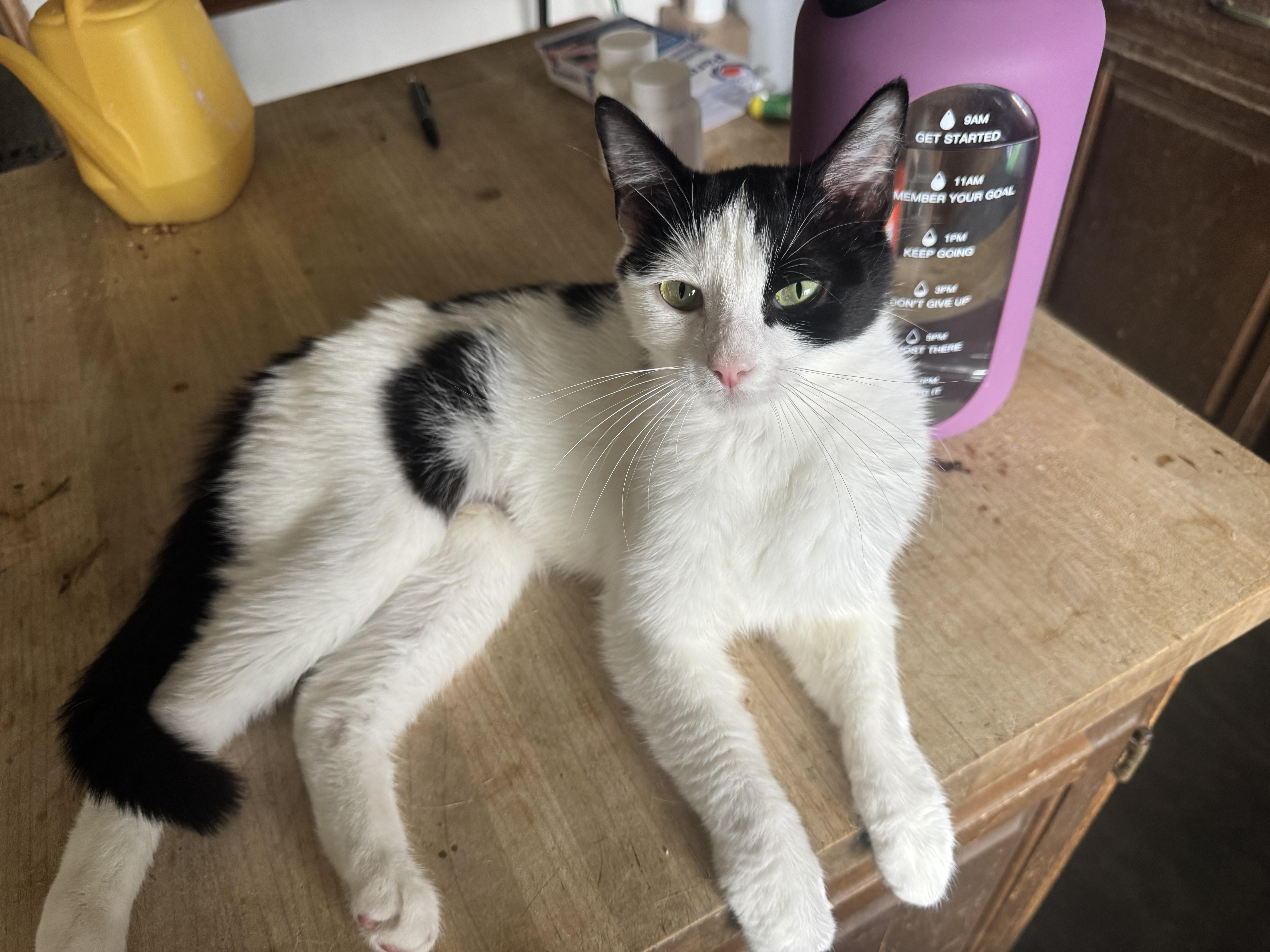 Oreo - Tiny, Affectionate, Attention Seeking Shadow Cat, Adopted, Young Female Domestic Short Hair.