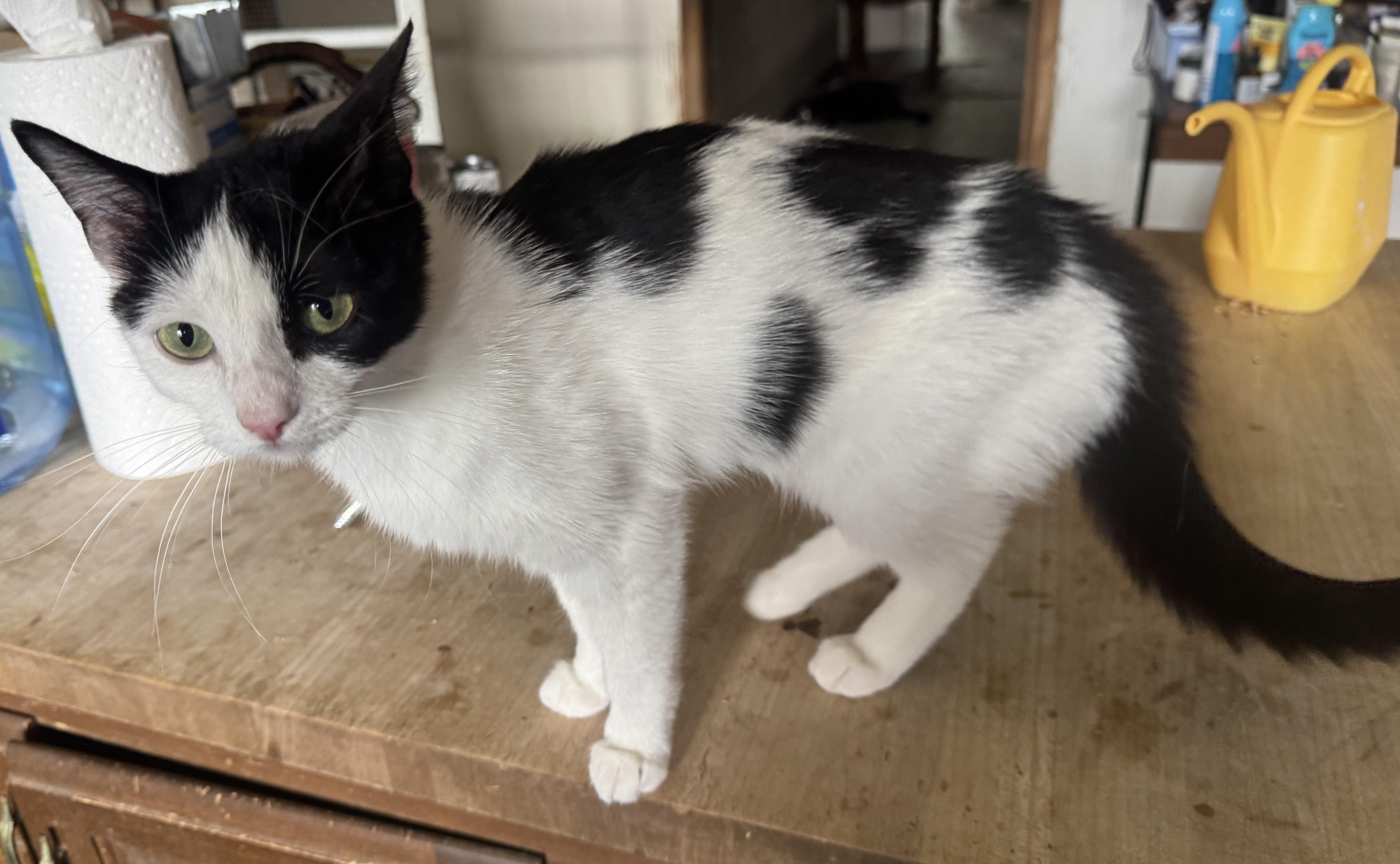 Enlarge Oreo - Tiny, Affectionate, Attention Seeking Shadow Cat, a Adopted Domestic Short Hair in Clackamas, OR image 3/3