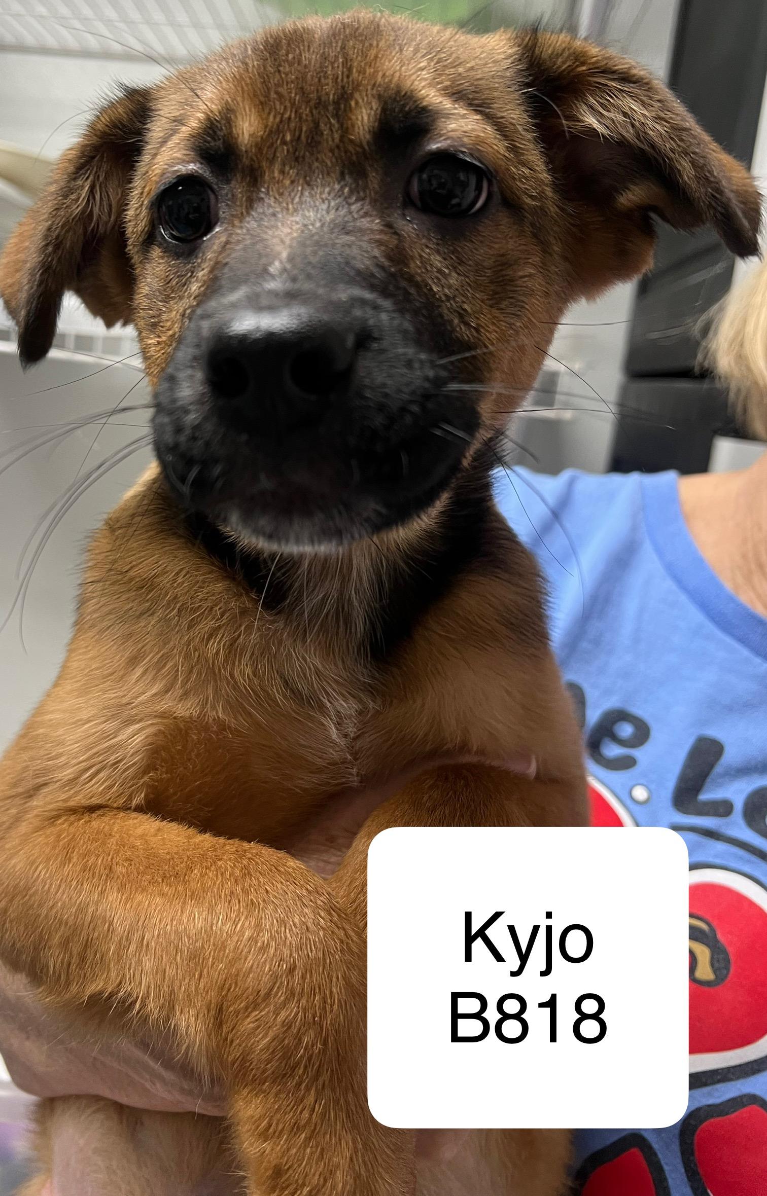 Kyjo