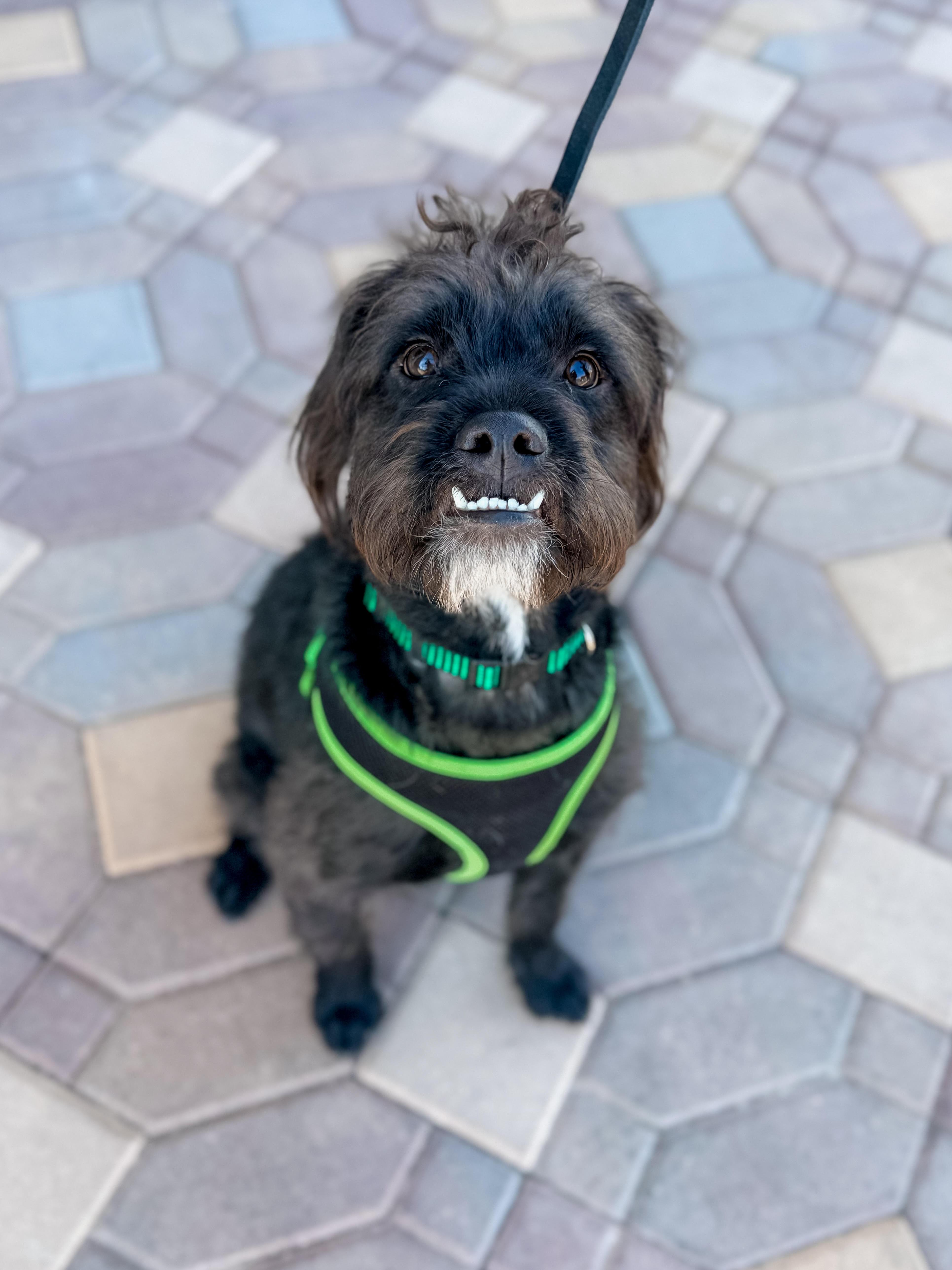Enlarge Jack, a ADOPTABLE mixed breed in Las Vegas, NV image 2/3