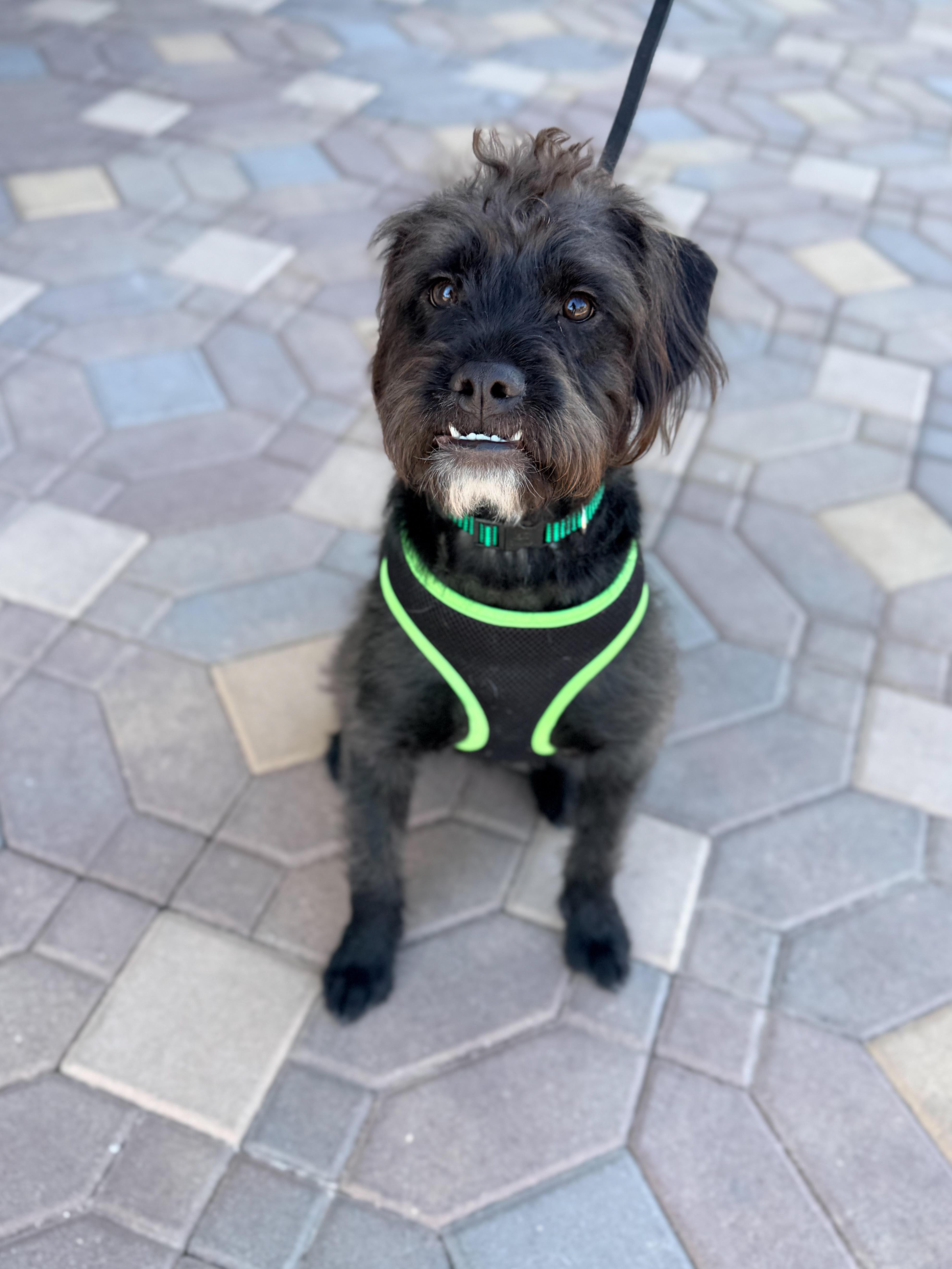 Jack, ADOPTABLE, Young Male Bulldog & Poodle.