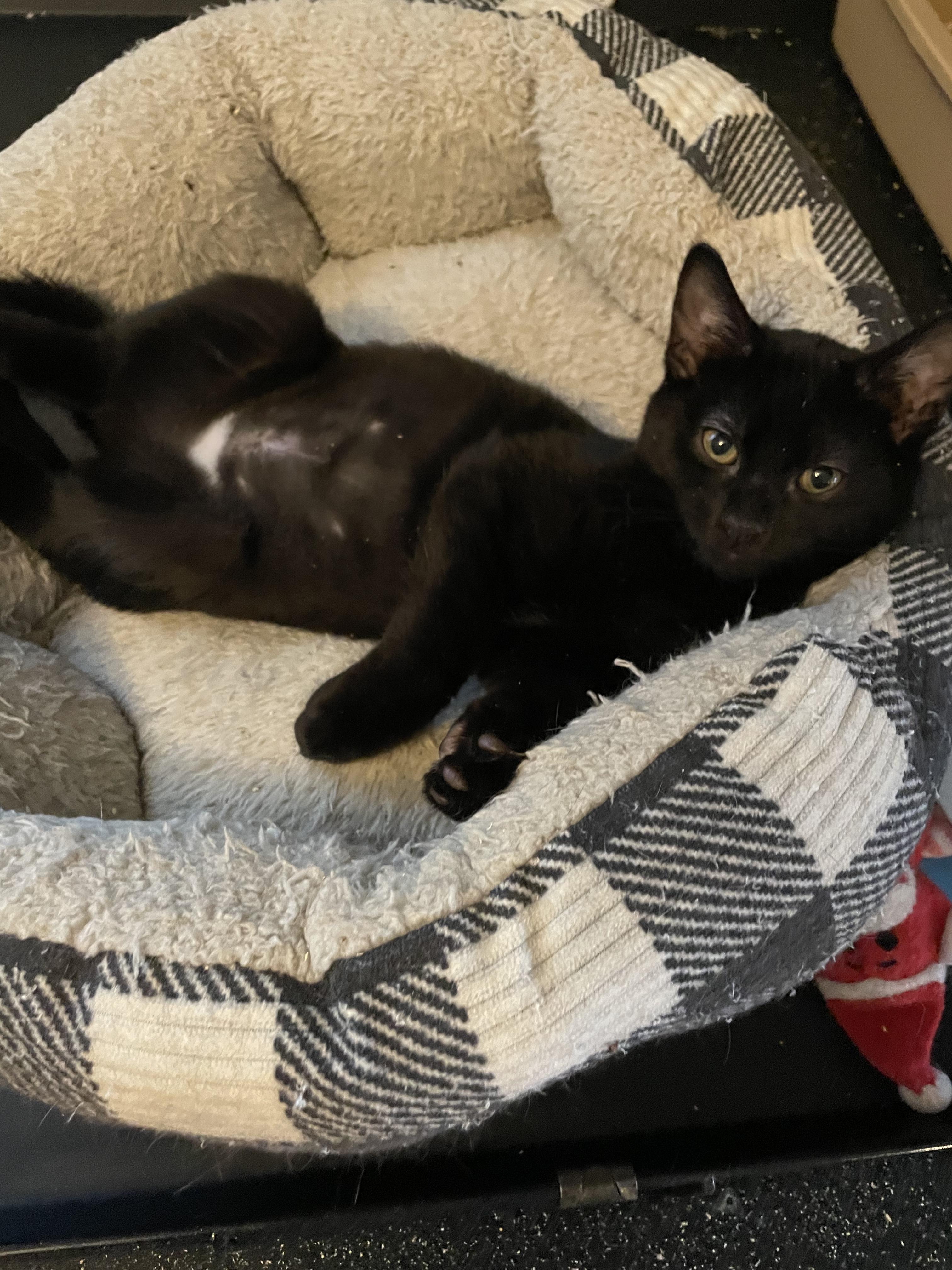 Enlarge Trailblazer, a Adoptable Domestic Short Hair in Hershey, PA image 1/6