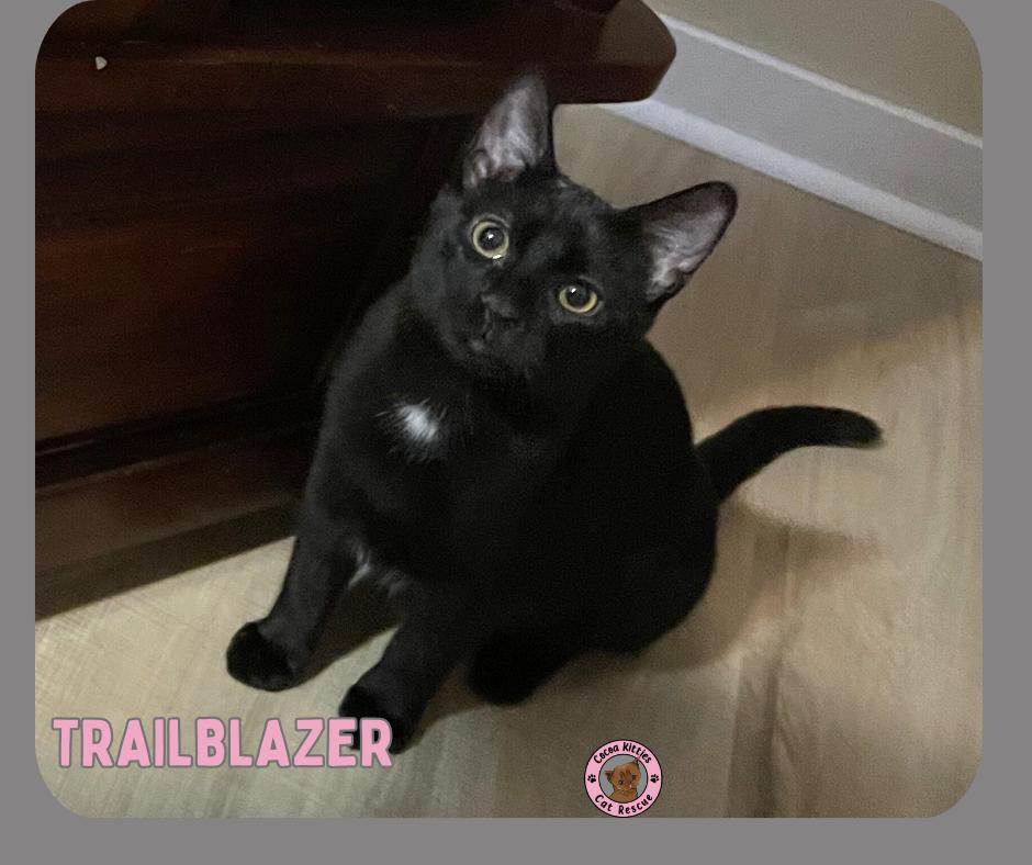 Enlarge Trailblazer, a Adoptable Domestic Short Hair in Hershey, PA image 2/6