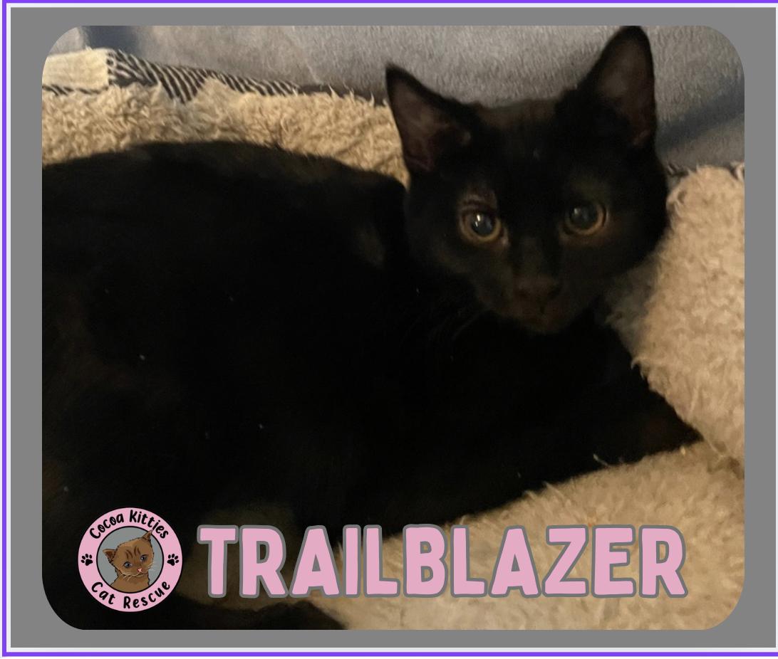 Enlarge Trailblazer, a Adoptable Domestic Short Hair in Hershey, PA image 3/6