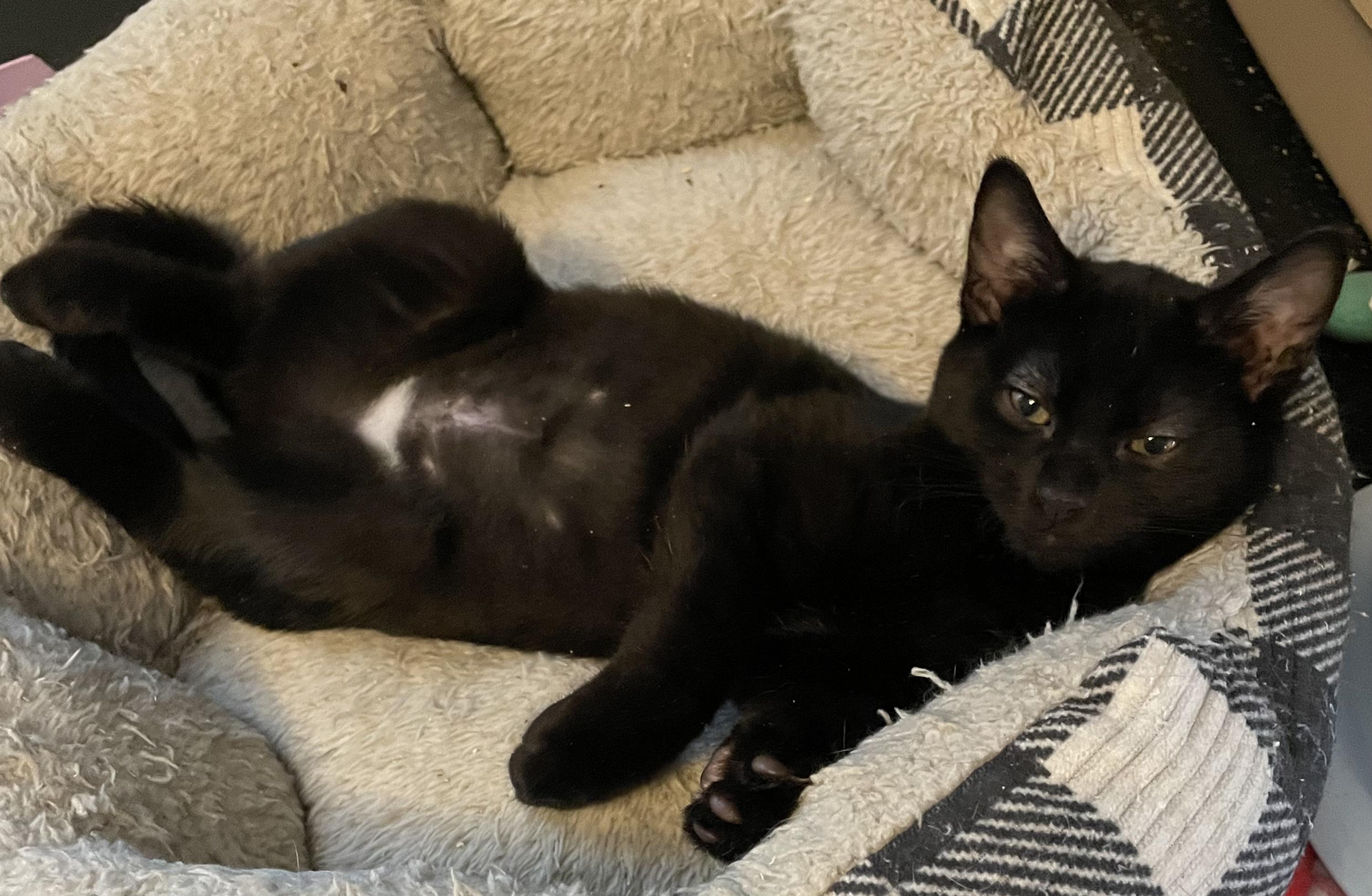 Enlarge Trailblazer, a Adoptable Domestic Short Hair in Hershey, PA image 4/6