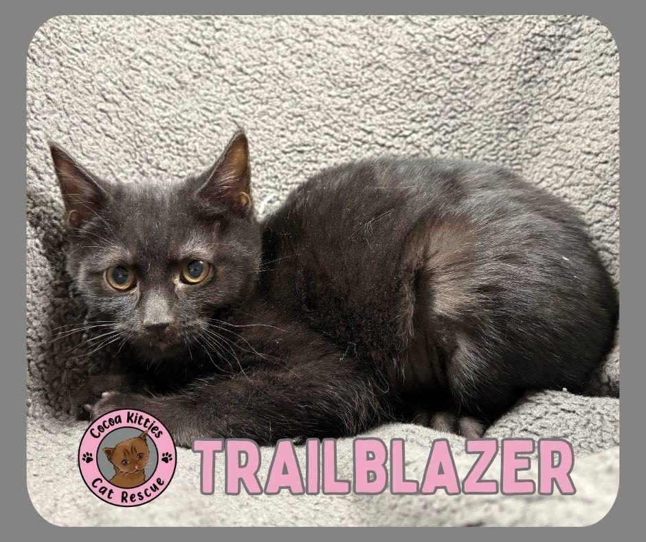 Enlarge Trailblazer, a Adoptable Domestic Short Hair in Hershey, PA image 5/6