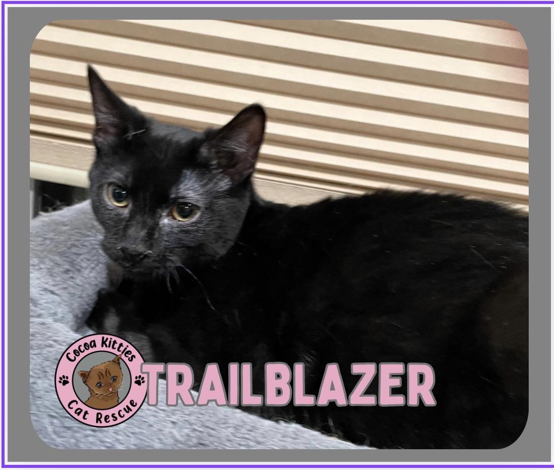 Enlarge Trailblazer, a Adoptable Domestic Short Hair in Hershey, PA image 6/6