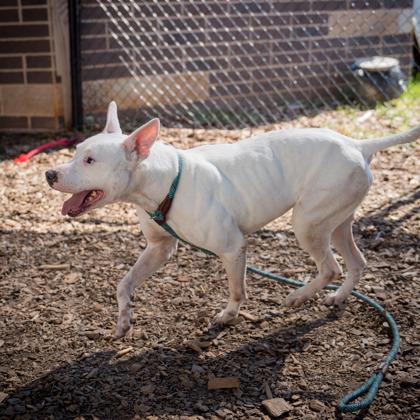 Wanda — thumbnail 2