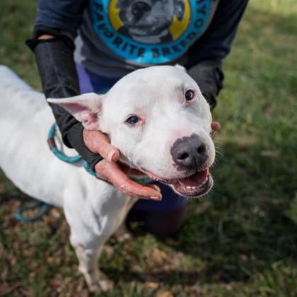 Wanda — thumbnail 3