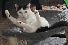 Enlarge Lilo, a Adoptable American Shorthair in Rochester, NY image 2/6