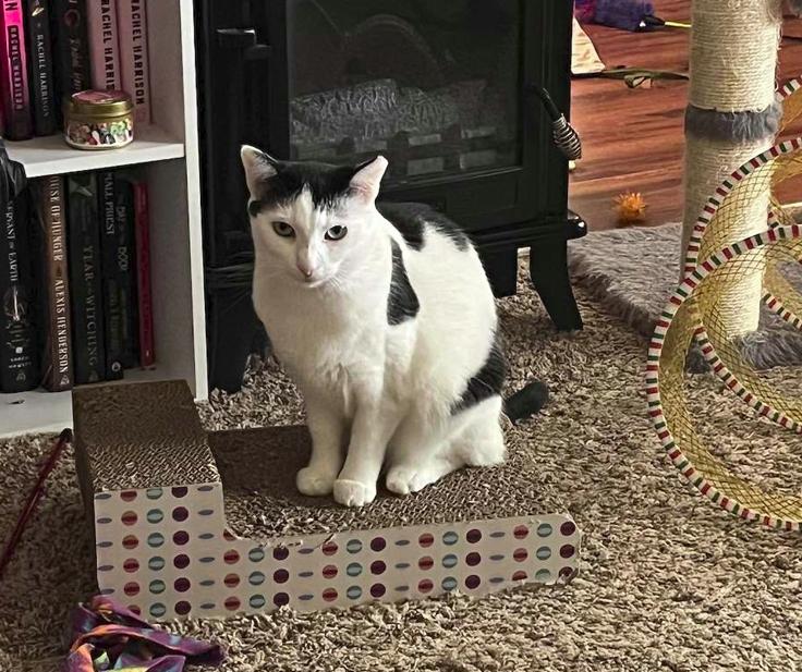 Enlarge Lilo, a Adoptable American Shorthair in Rochester, NY image 6/6
