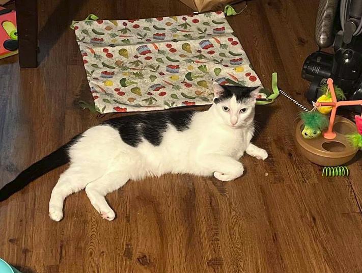 Enlarge Lilo, a Adoptable American Shorthair in Rochester, NY image 4/6