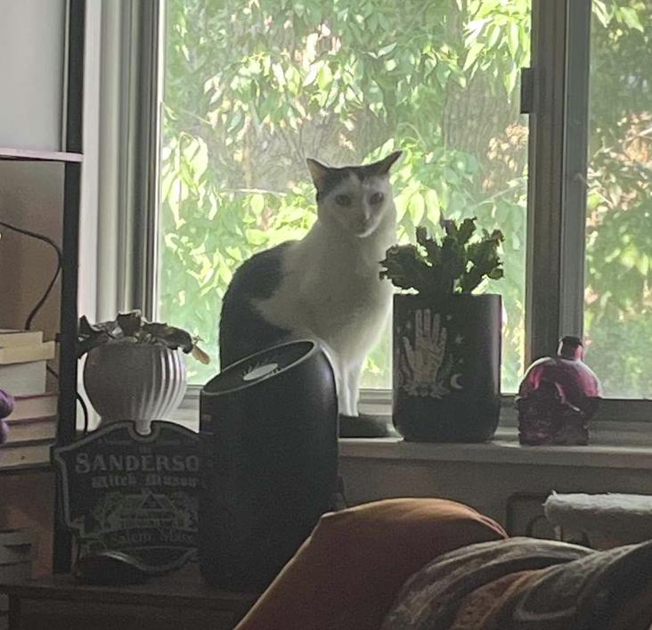 Enlarge Lilo, a Adoptable American Shorthair in Rochester, NY image 5/6