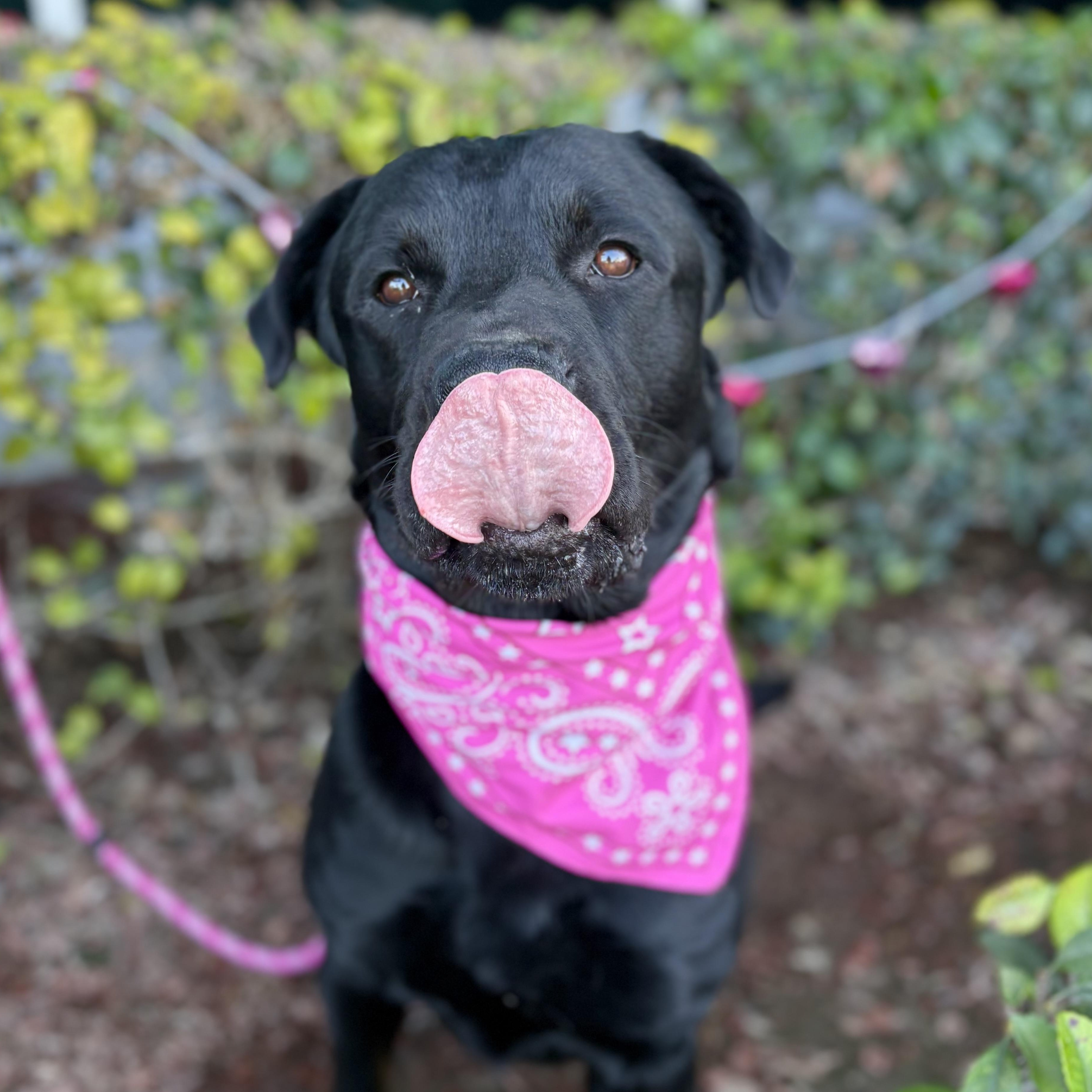 Enlarge Juanes, a ADOPTABLE Rottweiler in South El Monte, CA image 2/4