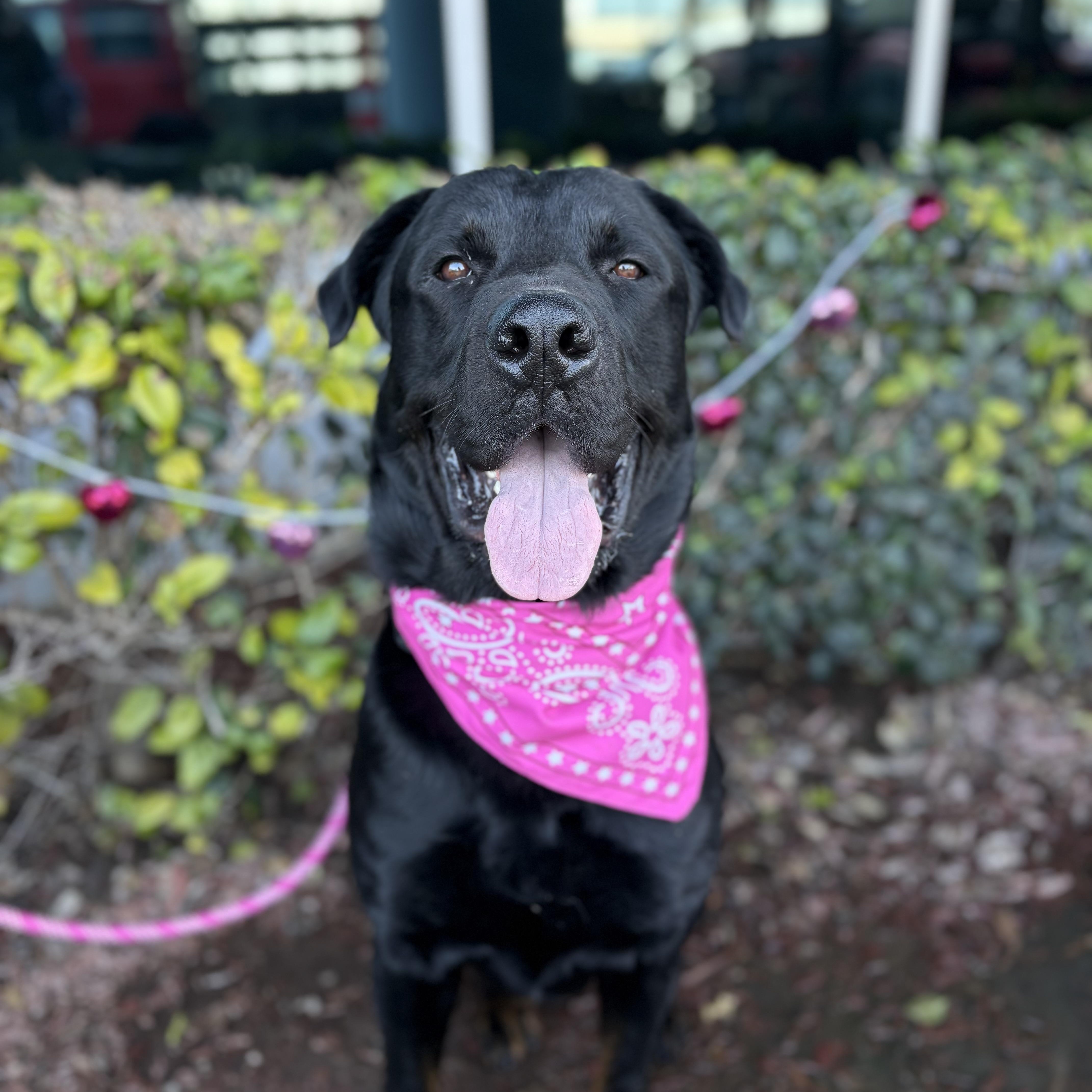 Enlarge Juanes, a ADOPTABLE Rottweiler in South El Monte, CA image 3/4