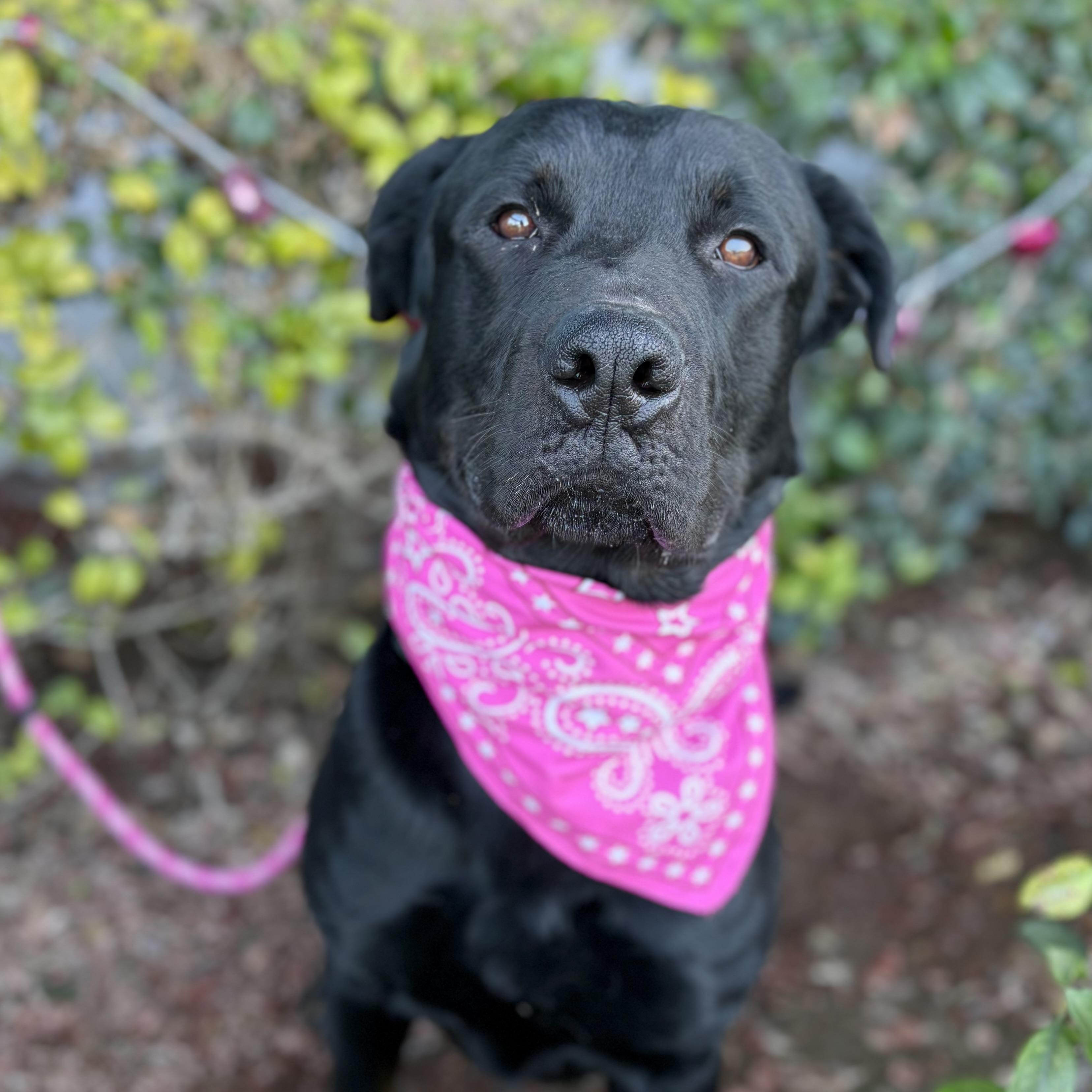 Juanes, ADOPTABLE, Young Male Rottweiler.