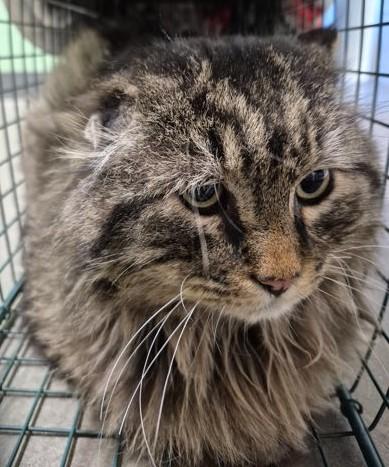 Melman - Feral Barn Cat, ADOPTABLE, Adult Male Domestic Long Hair.