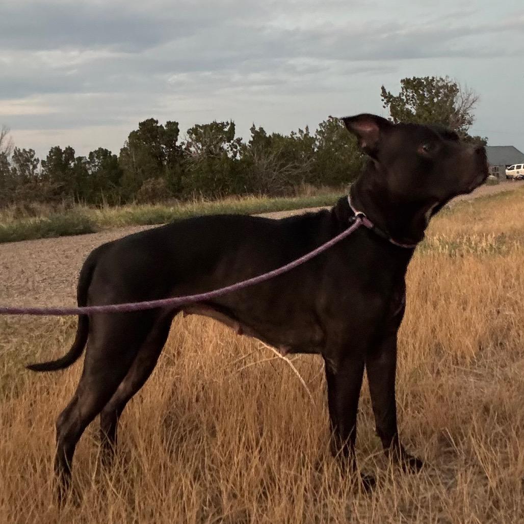 Liberty, Adoptable, Adult Female Pit Bull Terrier.