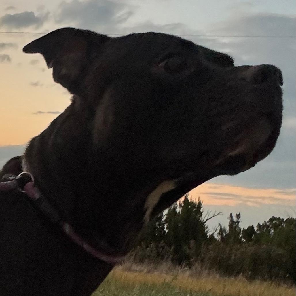 Enlarge Liberty, a Adoptable Pit Bull Terrier in Kim, CO image 2/3
