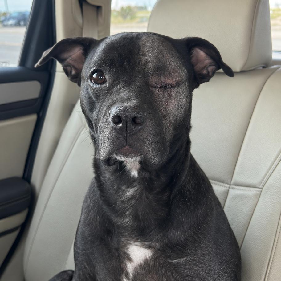 Enlarge Liberty, a Adoptable Pit Bull Terrier in Kim, CO image 3/3