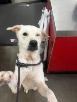 Enlarge Lola, a Adoptable mixed breed in Winfield, KS image 1/1