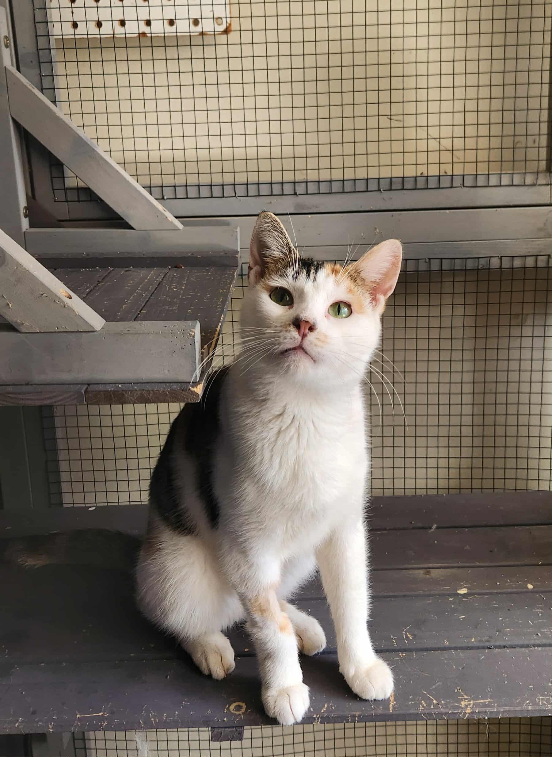 Enlarge Carmella (AG), a Adoptable Domestic Short Hair in Greenville, SC image 2/5