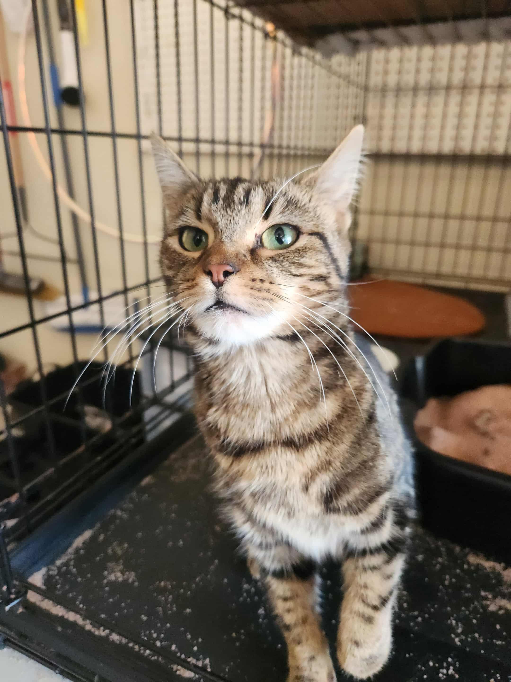 Enlarge Carmella (AG), a Adoptable Domestic Short Hair in Greenville, SC image 3/5