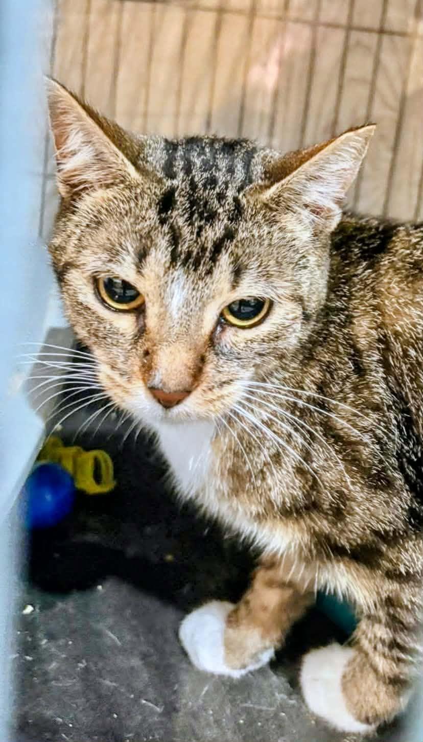 Enlarge EVERLEIGH, a Adoptable Domestic Short Hair in Tillsonburg, ON image 1/1