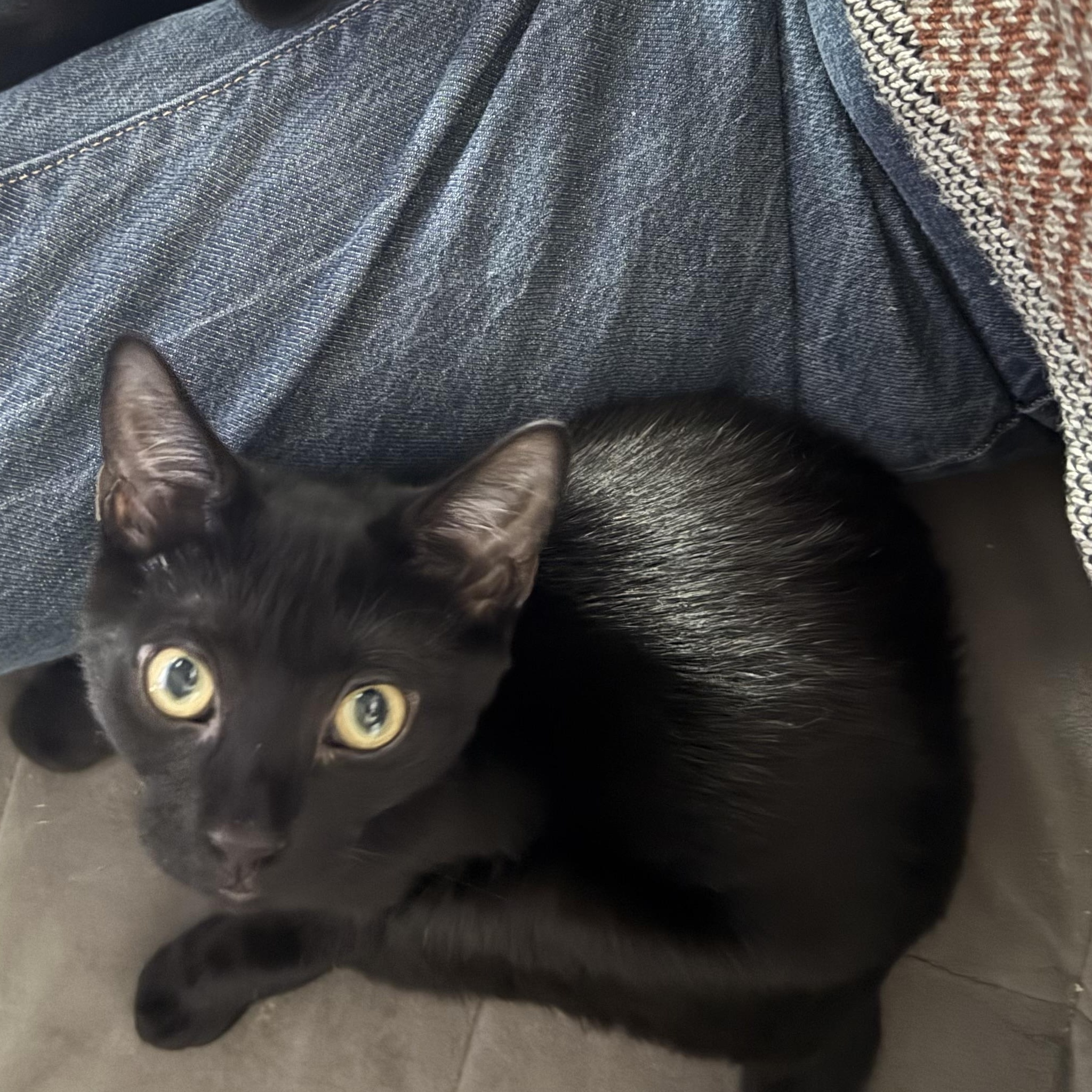 Sam & Pippin - Bonded Pair